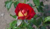 Lovita rose photo