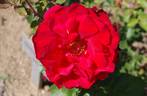 Senator Burda ® rose photo