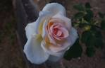 Grand Mogul rose photo