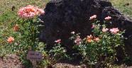 Cider Cup rose photo