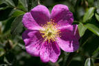 <i>Rosa Scharnkeana</i> Graebn. rose photo