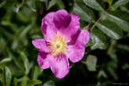 <i>Rosa Scharnkeana</i> Graebn. rose photo