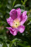 <i>Rosa Scharnkeana</i> Graebn. rose photo