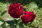 Highgrove rose photo
