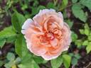Vitalrose Golden Baron rose photo