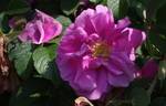 Pierette rose photo