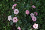 Dresden Doll rose photo