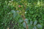 Dresden Doll rose photo