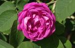 Duc de Guiche rose photo