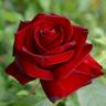 John S. Armstrong rose photo
