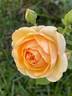 Royal Gold rose photo