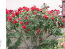 Linda Campbell rose photo