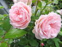 Pink Meilove rose photo