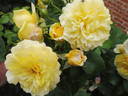 The Sun and the Heart rose photo