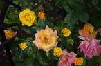 Redova™ rose photo