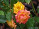 Redova™ rose photo