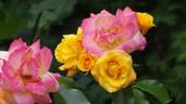 Redova™ rose photo