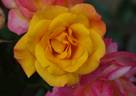 Redova™ rose photo