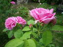 Stella di Bologna rose photo