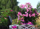 Armada ® rose photo
