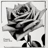 Francis Scott Key rose photo