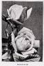 Rayon d'Or rose photo