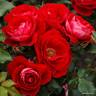 Caracho rose photo