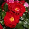 Caracho rose photo