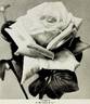 Angelus rose photo