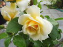 Tsarina rose photo