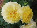 The Sun and the Heart rose photo