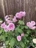 Liparfum rose photo