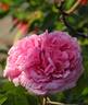 Duchesse de Rohan rose photo