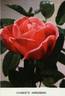 Charlotte Armstrong rose photo