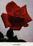 New Yorker rose photo