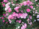 Morden Centennial rose photo