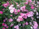 Morden Centennial rose photo