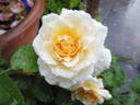 Tsarina rose photo