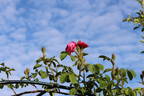 Little Gem rose photo