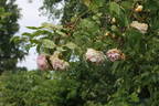 Robert Léopold rose photo