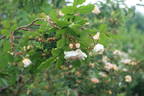 Robert Léopold rose photo