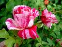 Ines Sastre rose photo