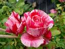 Ines Sastre rose photo