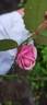 Elie Beauvillain rose photo