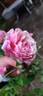 Elie Beauvillain rose photo