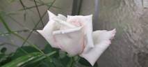 Elizabeth Harkness ® rose photo