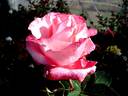 Diane de Poitiers rose photo