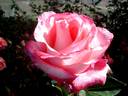 Diane de Poitiers rose photo