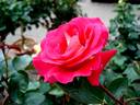 Frank Michaël rose photo