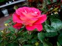 Frank Michaël rose photo